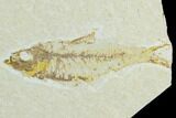 Trio of Fossil Fish (Knightia) - Green River Formation #126532-1